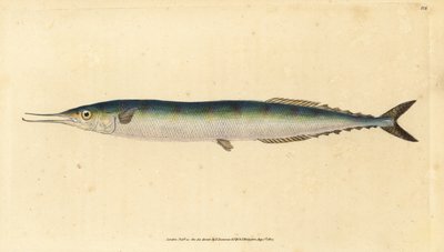 Atlantisk saury, Scomberesox saurus saurus (Skipper gedde, Esox saurus). Håndfarvet kobberplade tegnet og indgraveret af Edward Donovan fra hans Natural History of British Fishes, Donovan og F.C. og J. Rivington, London af Edward Donovan