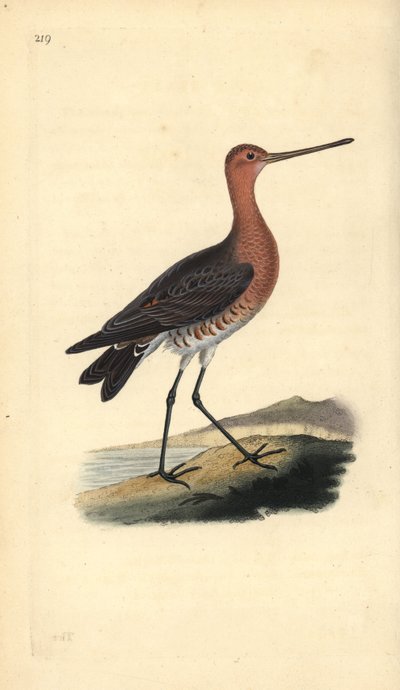 Stanghalespove (han), Limosa lapponica. Håndfarvet kobberplade tegnet og graveret af Edward Donovan fra hans egen "Natural History of British Birds," London af Edward Donovan
