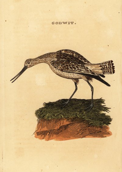 Stanghalespove, Limosa lapponica af Edward Donovan