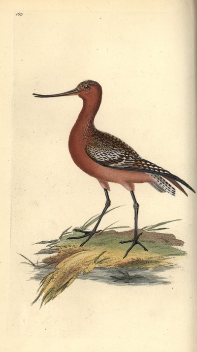 Stanghalespove, Limosa lapponica. Håndfarvet kobberplade tegnet og graveret af Edward Donovan fra hans egen "Natural History of British Birds," London af Edward Donovan