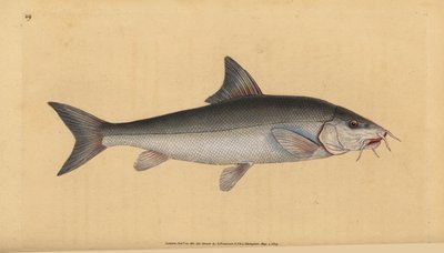 Barbel, skægget skægget (Cyprinus skægget). Håndfarvet kobberplade tegnet og indgraveret af Edward Donovan fra hans Natural History of British Fishes, Donovan og F.C. og J. Rivington, London af Edward Donovan