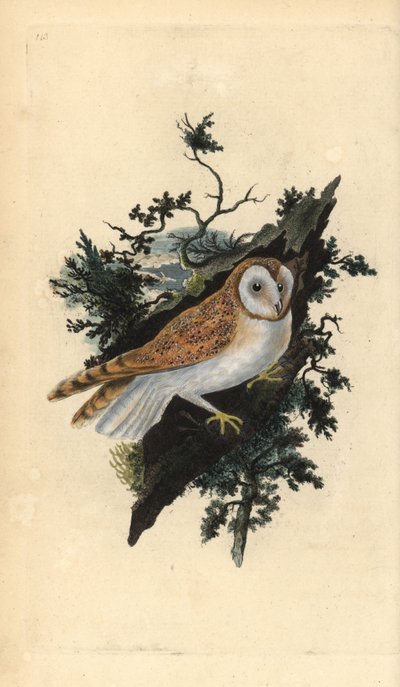 Kirkeugle, Tyto alba. Håndfarvet kobberplade tegnet og graveret af Edward Donovan fra hans egen "Natural History of British Birds," London af Edward Donovan