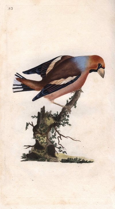 Stort næb knækker kerne. Coccothrausts (Loxia coccothrausts). Kobberstik af Edward Donovan (1768-1837), udgivet i Natural History of British Birds, London af Edward Donovan