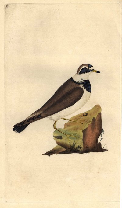 Stort grus. Charadrius hiaticula. Kobberstik af Edward Donovan (1768-1837), udgivet i Natural History of British Birds, London af Edward Donovan