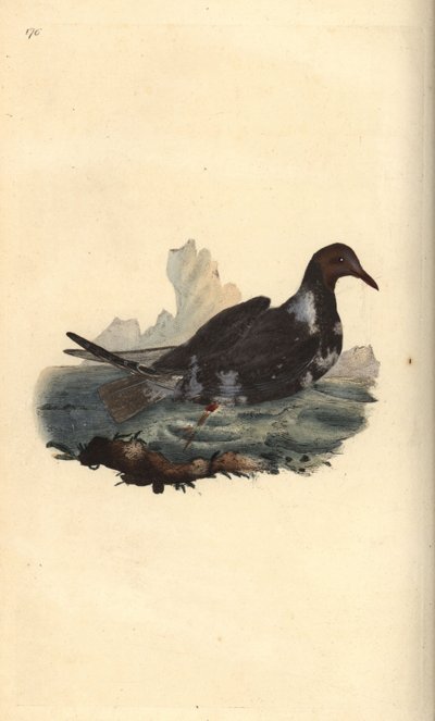 Sorthovedet måge, Chroicocephalus ridibundus, i sommerfjerdragt med brunt hoved. Håndfarvet kobberplade tegnet og graveret af Edward Donovan fra hans egen "Natural History of British Birds," London af Edward Donovan