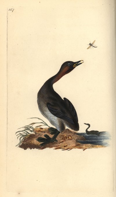 Sort hagedykker, Podiceps hebridicus. (Lille lappedykker, Tachybaptus ruficollis?) Håndfarvet kobberplade tegnet og graveret af Edward Donovan fra hans egen "Natural History of British Birds," London af Edward Donovan