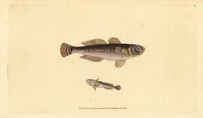 Sort kutling, Gobius niger. Håndfarvet kobberplade tegnet og indgraveret af Edward Donovan fra hans Natural History of British Fishes, Donovan og F.C. og J. Rivington, London af Edward Donovan