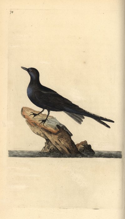 Sort tern, Chlidonias Niger. Håndfarvet kobberplade trukket og indgraveret af Edward Donovan fra sin egen "naturlige historie med britiske fugle" af Edward Donovan