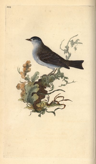 Blackcap, Sylvia atricapilla. Håndfarvet kobberplade tegnet og graveret af Edward Donovan fra hans egen "Natural History of British Birds," London af Edward Donovan