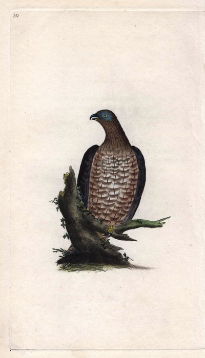 Bondree er ivrig. Pernis apivorus (Falco apivorus). Kobberstik af Edward Donovan (1768-1837), udgivet i Natural History of British Birds, London af Edward Donovan