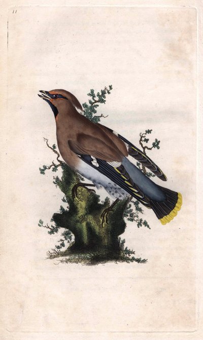 Boreal jaspis. Bombycilla garrulus (Ampelis garrulus). Kobberstik af Edward Donovan (1768-1837), udgivet i Natural History of British Birds, London af Edward Donovan