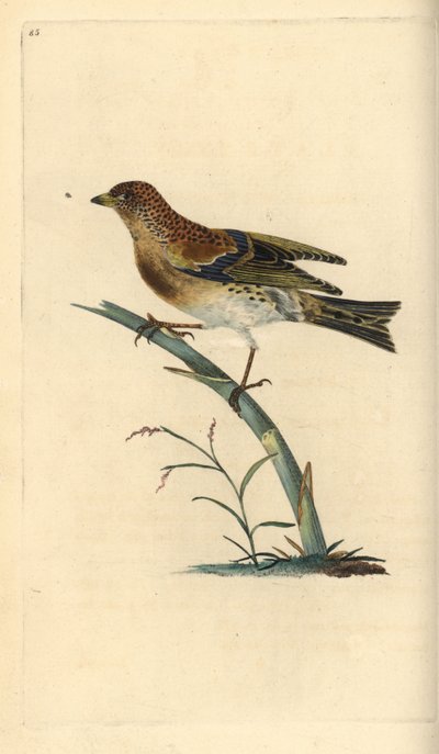 Brambling, Fringilla montifringilla. Håndfarvet kobberplade tegnet og graveret af Edward Donovan fra hans egen "Natural History of British Birds," London af Edward Donovan