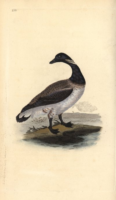 Brentgås, Branta bernicla. Håndfarvet kobberplade tegnet og graveret af Edward Donovan fra hans egen "Natural History of British Birds," London af Edward Donovan