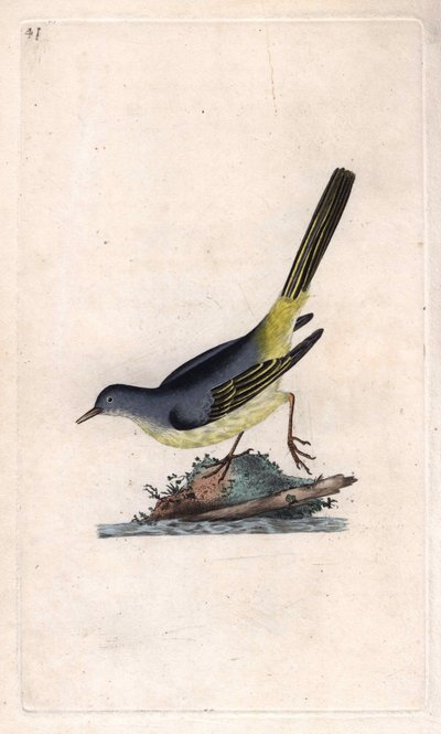 Brook Shepherd. Motacilla cinerea (Motacilla boarula). Kobberstik af Edward Donovan (1768-1837), udgivet i Natural History of British Birds, London af Edward Donovan