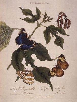 Sommerfugle: Papilio Erymanthis; Papilio Orythia; Papilio Polyxena; Papilio Leucothoe, pub. af kunstneren af Edward Donovan