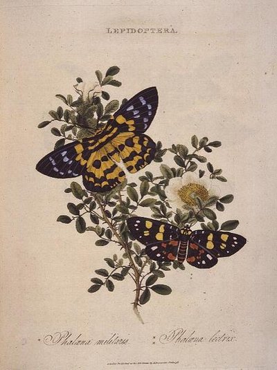 Sommerfugle: Phalaena Militaris, Phalaena Lectrix, pub. af kunstneren af Edward Donovan