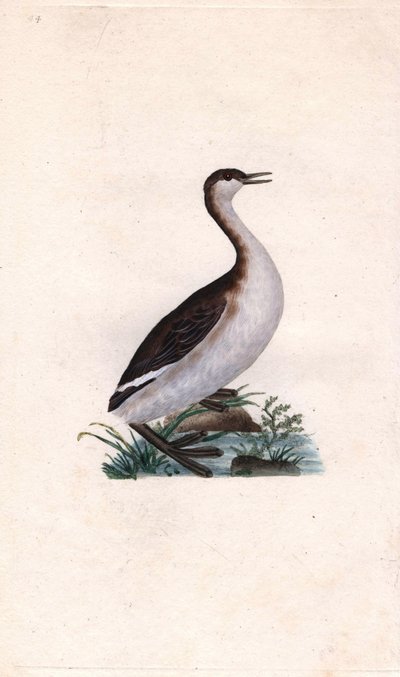 Castagny lappedykker. Tachybaptus ruficollis (Podiceps nigricans). Kobberstik af Edward Donovan (1768-1837), udgivet i Natural History of British Birds, London af Edward Donovan
