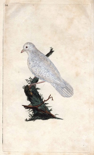 Chenes jay. Garrulus glandarius. Kobberstik af Edward Donovan (1768-1837), udgivet i Natural History of British Birds, London af Edward Donovan
