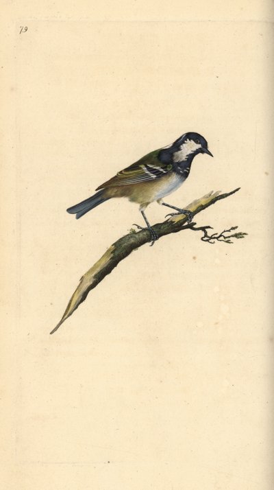 Kul det, Periparus ater. Håndkoloreret kobberstik tegnet og graveret af Edward Donovan efter hans egen "Natural History of British Birds", London af Edward Donovan