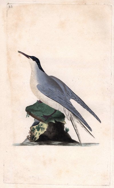 Tornskade. Sterna hirundo. Kobberstik af Edward Donovan (1768-1837), offentliggjort i Histoire naturelle des oiseaux britanniques, London af Edward Donovan