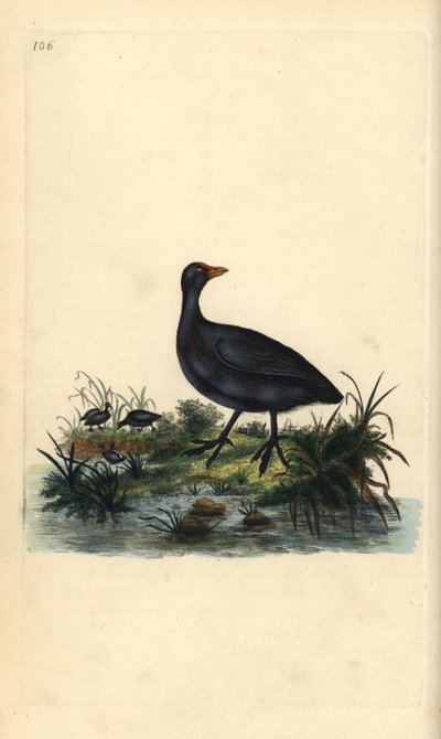 Almindelig hønsehøne, Fulica atra. Håndfarvet kobberplade tegnet og graveret af Edward Donovan fra hans egen "Natural History of British Birds," London af Edward Donovan