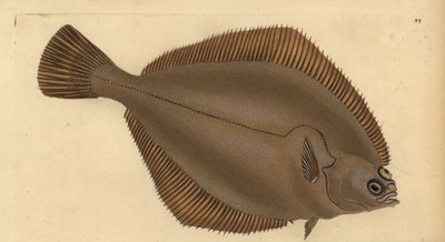 Almindelig klat, Limanda limanda (Pleuronectes limanda). Håndfarvet kobberplade tegnet og indgraveret af Edward Donovan fra hans Natural History of British Fishes, Donovan og F.C. og J. Rivington, London af Edward Donovan