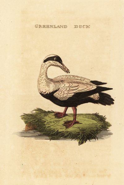 Edderfugl, Somateria mollissima af Edward Donovan
