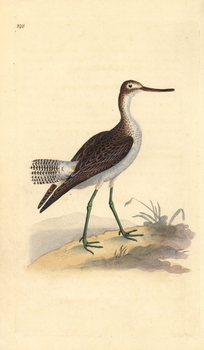 Grønsisken, Tringa nebularia. Håndkoloreret kobberstik tegnet og graveret af Edward Donovan efter hans egen "Natural History of British Birds", London af Edward Donovan