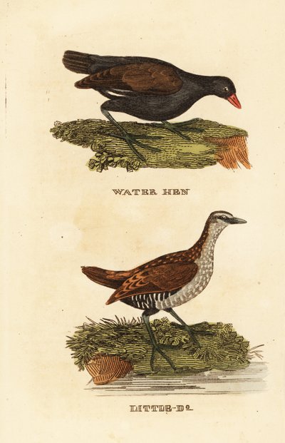 Almindelig hedehøne, Gallinula chloropus, og plettet slyngel, Porzana porzana af Edward Donovan