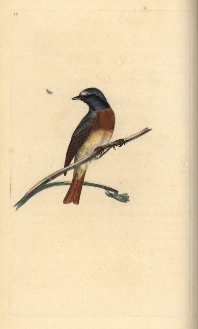 Almindelig rødstjert, Phoenicurus phoenicurus. Håndfarvet kobberplade tegnet og graveret af Edward Donovan fra hans egen "Natural History of British Birds," London af Edward Donovan