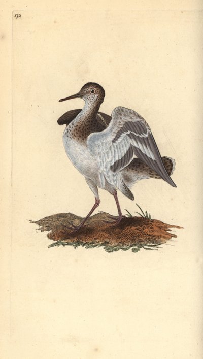 Almindelig sandpiper, Actitis hypoleucos. Håndfarvet kobberplade tegnet og graveret af Edward Donovan fra hans egen "Natural History of British Birds," London af Edward Donovan