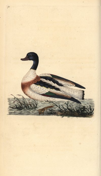 Almindelig sheldand, Tadorna tadorna. Håndfarvet kobberplade tegnet og graveret af Edward Donovan fra hans egen "Natural History of British Birds," London af Edward Donovan