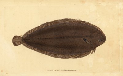 Tunge, Solea solea (Pleuronectes solea). Håndkoloreret kobberstik tegnet og graveret af Edward Donovan fra hans Natural History of British Fishes, Donovan and F.C. and J. Rivington, London af Edward Donovan