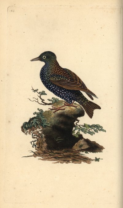 Almindelig stær, Sturnus vulgaris. Håndfarvet kobberplade tegnet og graveret af Edward Donovan fra hans egen "Natural History of British Birds," London af Edward Donovan