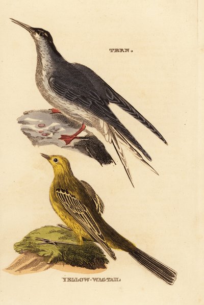 Almindelig tern, Sterna Hirundo og gul vipstjert, Motacilla flava af Edward Donovan