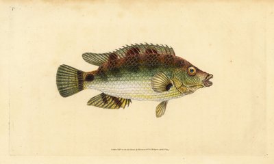 Corkwing leppefisk, Symphodus melops (Goldfinny, Labrus cornubius). Håndfarvet kobberplade tegnet og indgraveret af Edward Donovan fra hans Natural History of British Fishes, Donovan og F.C. og J. Rivington, London af Edward Donovan
