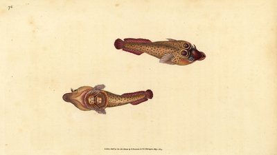 Cornish sucker, Lepadogaster purpurea (Cyclopterus ocellatus). Håndkoloreret kobberstik tegnet og graveret af Edward Donovan fra hans Natural History of British Fishes, Donovan and F.C. and J. Rivington, London af Edward Donovan