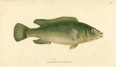 Gøgeleppefisk, Labrus mixtus (Streaked wrasse, Labrus lineatus). Håndfarvet kobberplade tegnet og indgraveret af Edward Donovan fra hans Natural History of British Fishes, Donovan og F.C. og J. Rivington, London af Edward Donovan