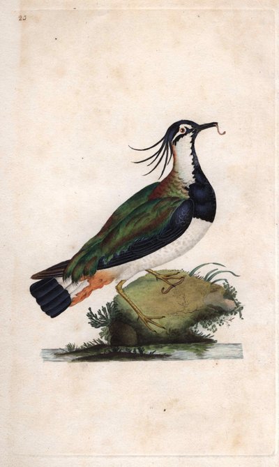 Cuppa Vibe. Vanellus vanellus (Tringa vanellus). Kobberstik af Edward Donovan (1768-1837), udgivet i Natural History of British Birds, London af Edward Donovan