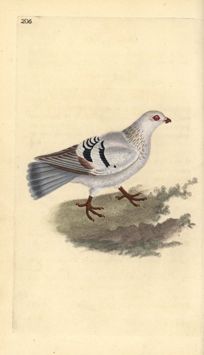 Tamdue, Columba livia domestica. Håndfarvet kobberplade tegnet og graveret af Edward Donovan fra hans egen "Natural History of British Birds," London af Edward Donovan