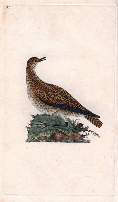 Dore højhøst. Pluvialis apricaria (Charadrius pluvialis). Kobberstik af Edward Donovan (1768-1837), udgivet i Natural History of British Birds, London af Edward Donovan