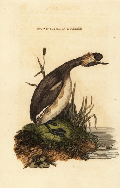 Øredykker eller horndykker, voksen, Podiceps auritus af Edward Donovan