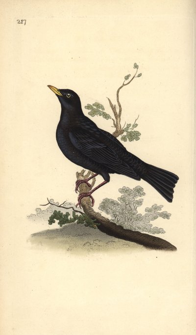 Eurasisk solsort, Turdus merula. Håndfarvet kobberplade tegnet og graveret af Edward Donovan fra hans egen "Natural History of British Birds," London af Edward Donovan