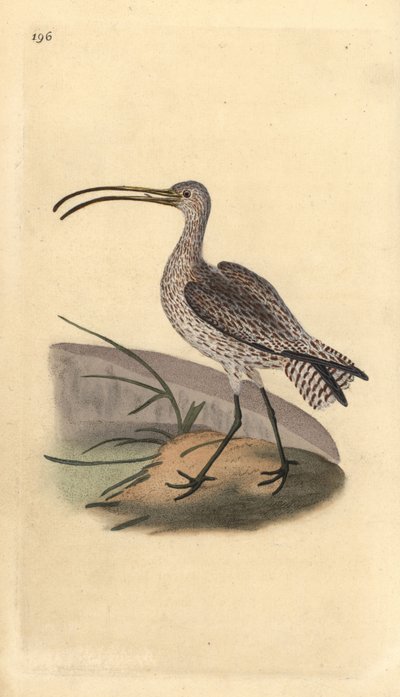 Pølle, Numenius arquata. Håndfarvet kobberplade tegnet og graveret af Edward Donovan fra hans egen "Natural History of British Birds," London af Edward Donovan