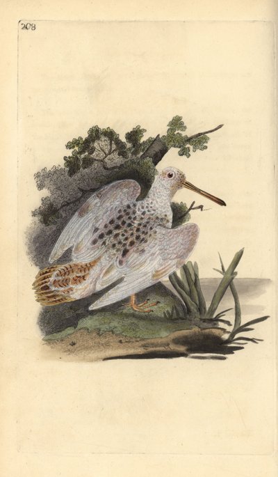 Eurasisk fodhvid skovsneppe, Scolopax rusticola. Håndkoloreret kobberstik tegnet og graveret af Edward Donovan efter hans egen "Natural History of British Birds", London af Edward Donovan