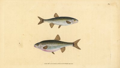 Eurasisk ørekyt, Phoxinus phoxinus (Minow, Cyprinus phoxinus). Håndfarvet kobberplade tegnet og indgraveret af Edward Donovan fra hans Natural History of British Fishes, Donovan og F.C. og J. Rivington, London af Edward Donovan