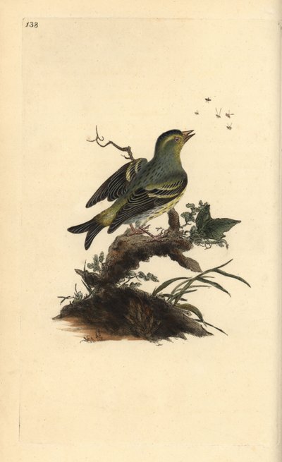 Eurasisk siskin, Carduelis spinus. Håndfarvet kobberplade tegnet og graveret af Edward Donovan fra hans egen "Natural History of British Birds," London af Edward Donovan