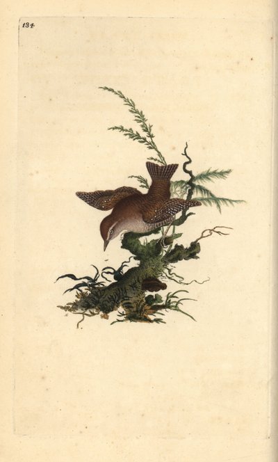 Græssmutte, troglodytter troglodytter. Håndfarvet kobberplade tegnet og indgraveret af Edward Donovan fra hans egen "Natural History of British Birds" (1794-1819). Edward Donovan (1768-1837) var en anglo-irsk amatørzoolog, forfatter, kunstner og gravør. af Edward Donovan