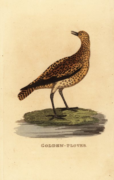 Europæisk hjejle, Pluvialis apricaria af Edward Donovan