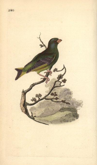 Europæisk grønfinke, Carduelis chloris. Håndfarvet kobberplade tegnet og graveret af Edward Donovan fra hans egen "Natural History of British Birds," London af Edward Donovan
